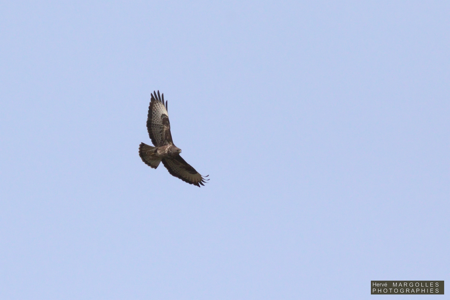 Buse Variable-01.jpg